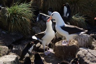 albatrosy czarnobrewe