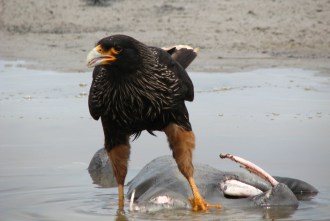 Caracara