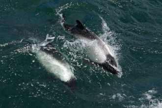 delfin czarnoglowy