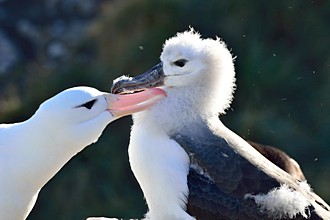 Albatrosy wędrowne (Diomedea exulans)