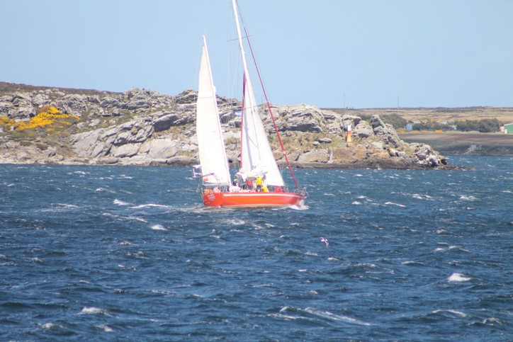 Halsówki na wejściu do Port Stanley na Falklandach. fot. Adam Banaszkiewicz