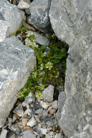 cochleariaofficinaliswarzuchalekarska.jpg