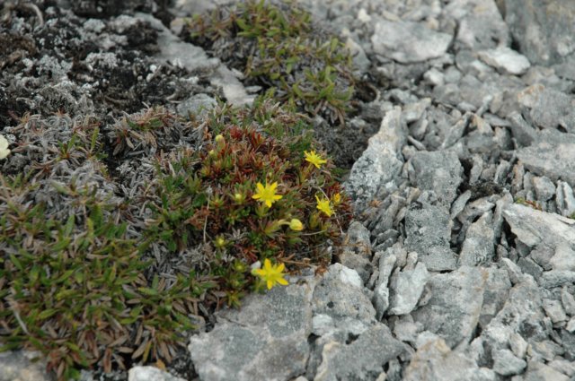 saxifragaaizoidesskalnicanakrapiana3.jpg