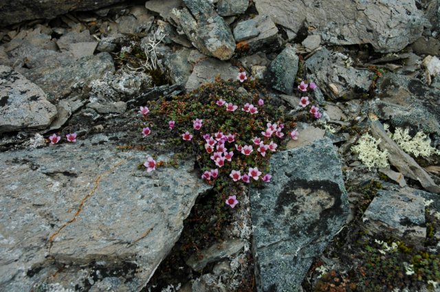 saxifragaoppositifoliaskalnicanaprzeciwlistna.jpg