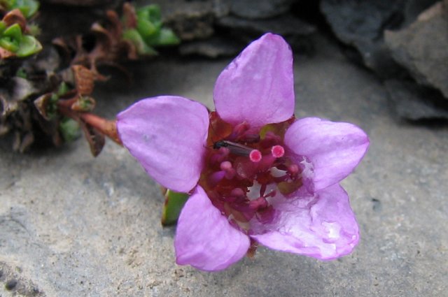 saxifragaoppositifoliaskalnicanaprzeciwlistna2.jpg