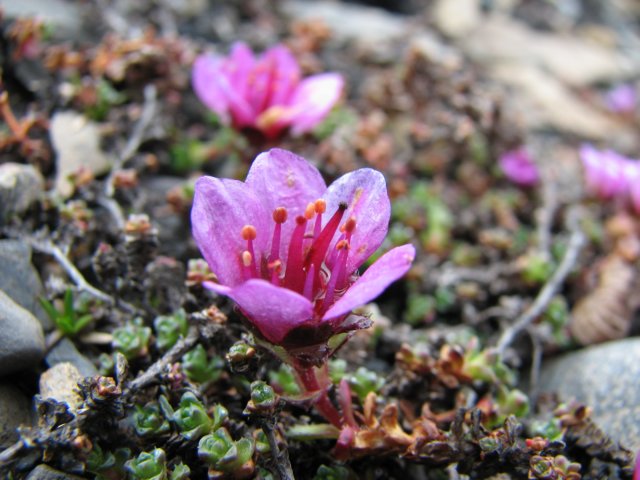 saxifragaoppositifoliaskalnicanaprzeciwlistna3.jpg