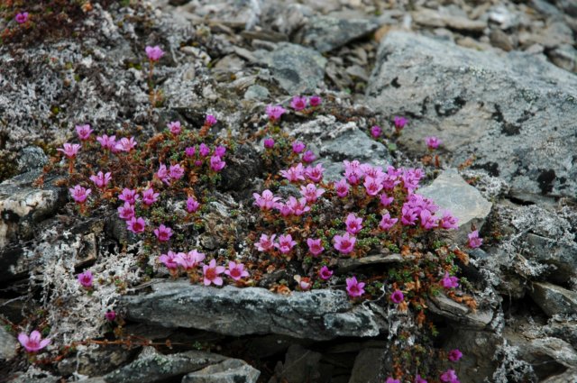 saxifragaoppositifoliaskalnicanaprzeciwlistna4.jpg