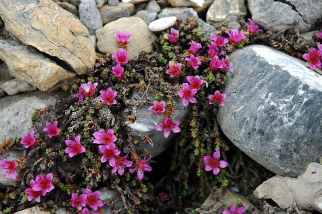 saxifragaoppositifoliaskalnicanaprzeciwlistna5.jpg